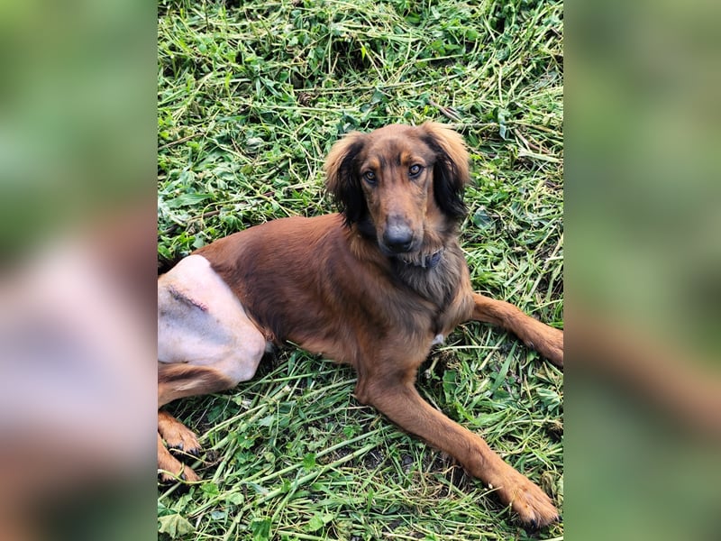 Wunderhübscher und liebevoller Junghund PEDRO sucht eine Familie