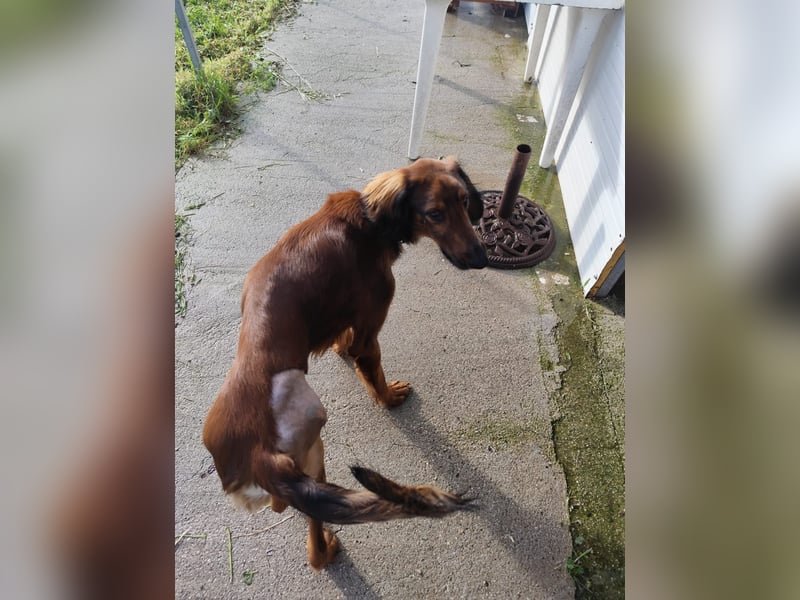 Wunderhübscher und liebevoller Junghund PEDRO sucht eine Familie