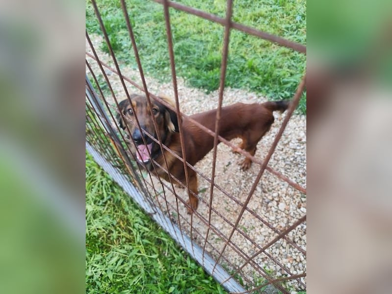 Wunderhübscher und liebevoller Junghund PEDRO sucht eine Familie