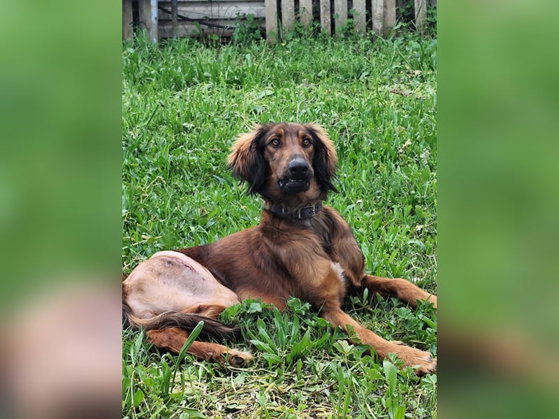 Wunderhübscher und liebevoller Junghund PEDRO sucht eine Familie