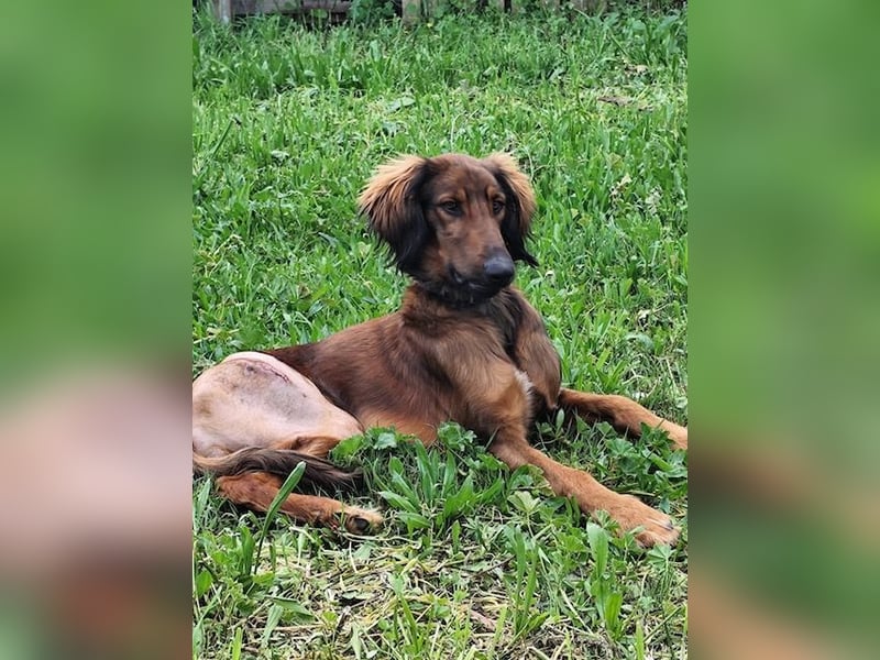 Wunderhübscher und liebevoller Junghund PEDRO sucht eine Familie