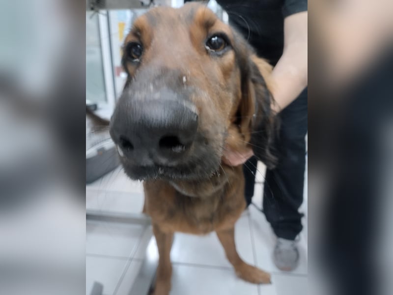 Wunderhübscher und liebevoller Junghund PEDRO sucht eine Familie