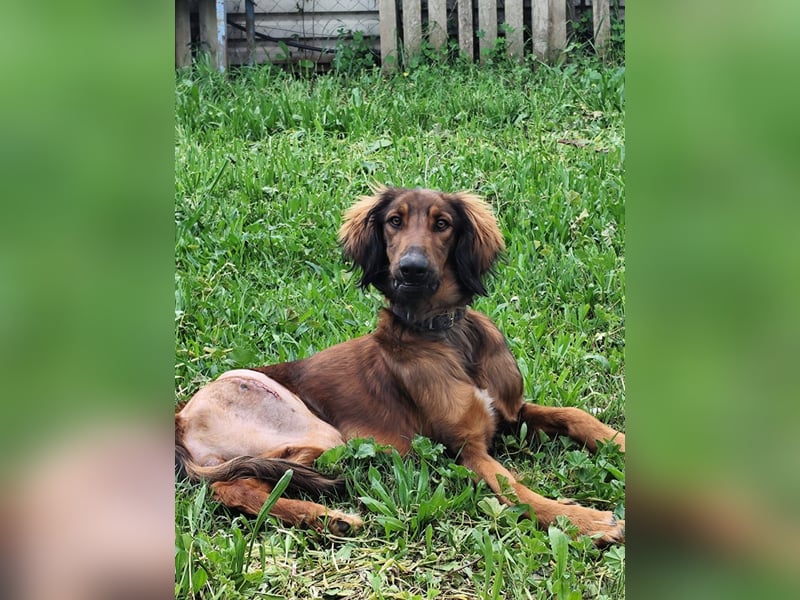 Wunderhübscher und liebevoller Junghund PEDRO sucht eine Familie