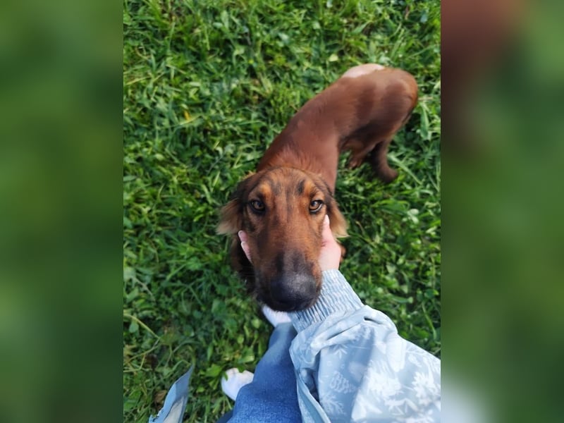 Wunderhübscher und liebevoller Junghund PEDRO sucht eine Familie