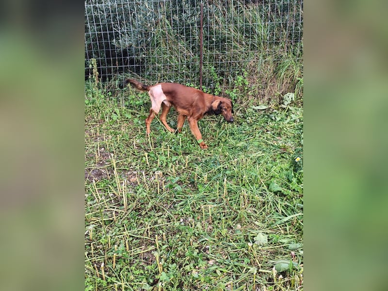 Wunderhübscher und liebevoller Junghund PEDRO sucht eine Familie