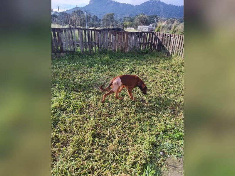 Wunderhübscher und liebevoller Junghund PEDRO sucht eine Familie