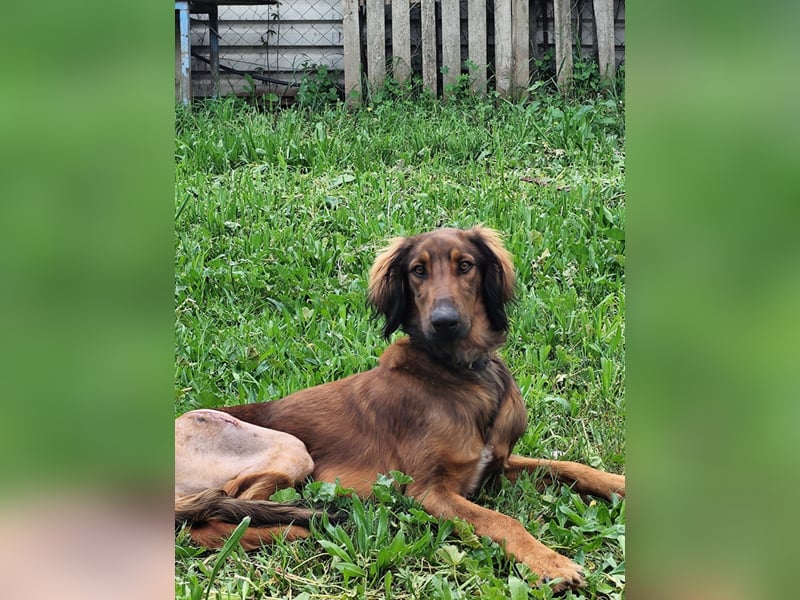 Wunderhübscher und liebevoller Junghund PEDRO sucht eine Familie