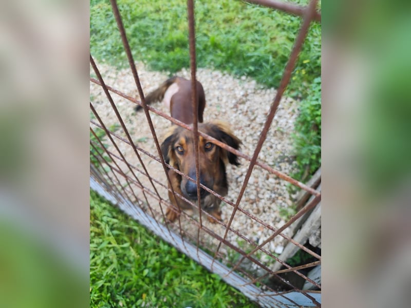Wunderhübscher und liebevoller Junghund PEDRO sucht eine Familie