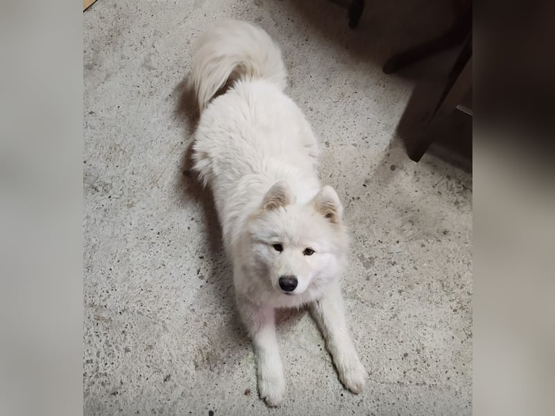 Lolika ein tolles Wesen