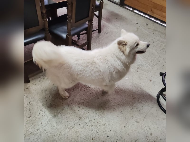 Lolika ein tolles Wesen