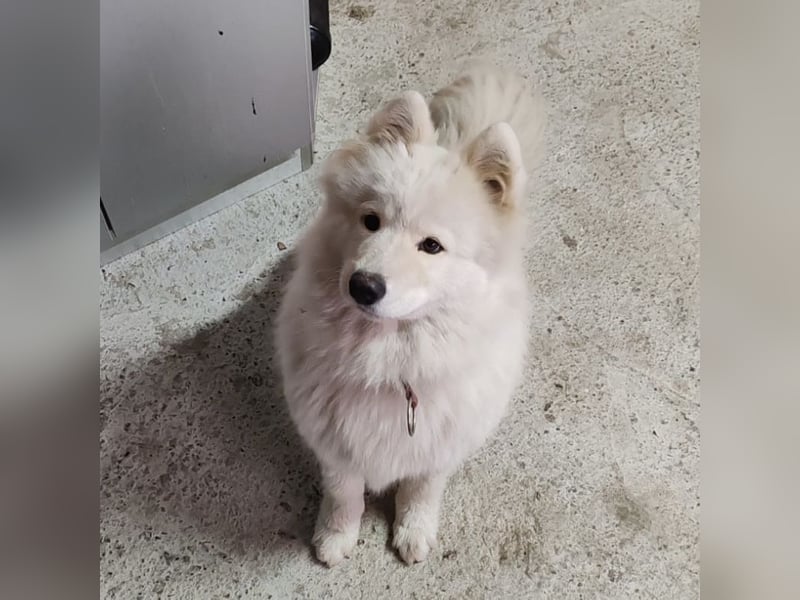 Lolika ein tolles Wesen