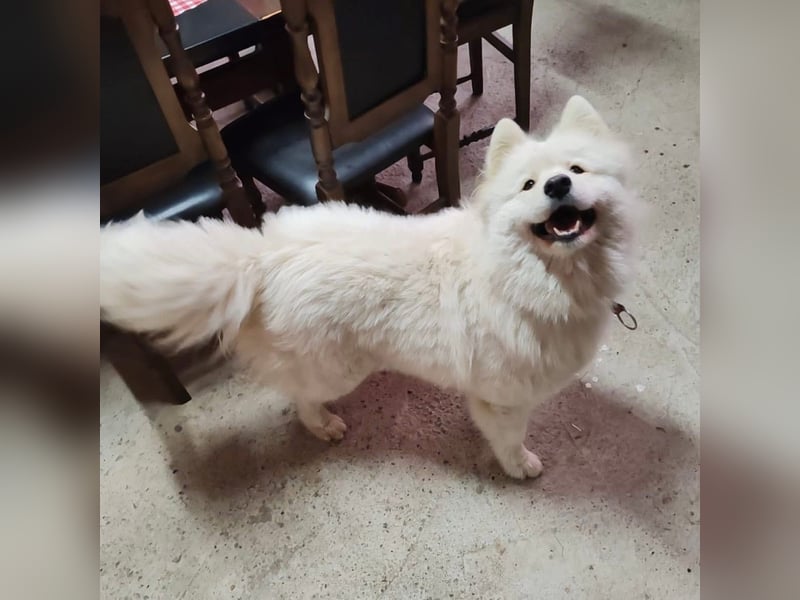 Lolika sucht ihre Menschen