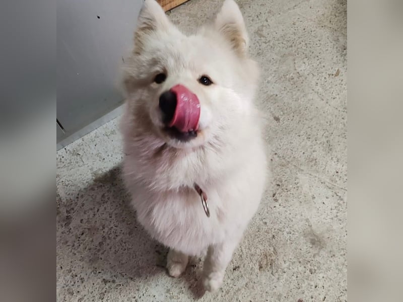 Lolika sucht ihre Menschen