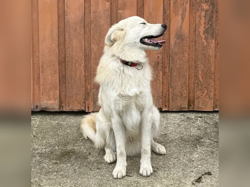 Odin ein toller Schatz