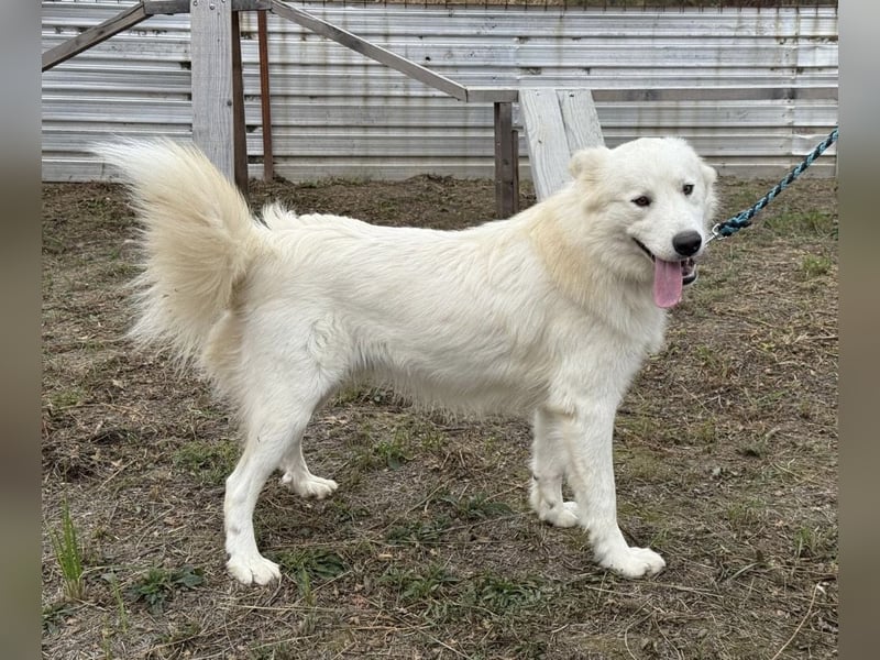 Odin ein toller Schatz