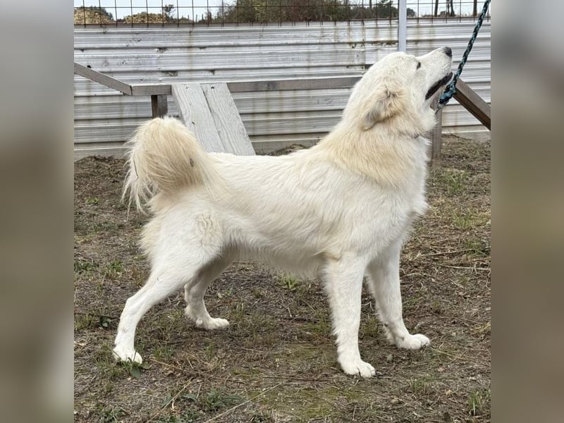 Odin ein toller Schatz