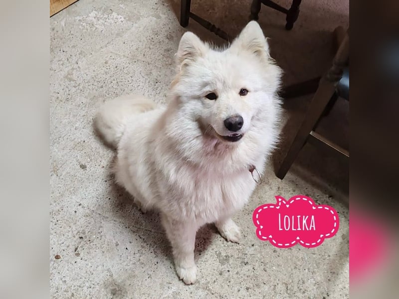 Lolika sucht ihre Menschen