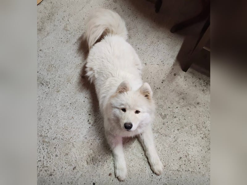 Lolika sucht ihre Menschen