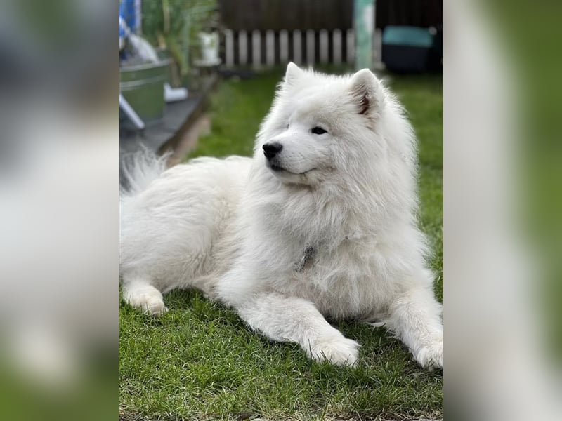 Reinrassige Samojeden-Welpen abzugeben liebevoll aufgezogen