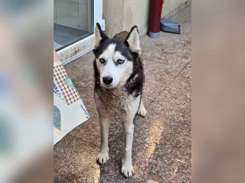 Maj  - Gnadenplatz gesucht