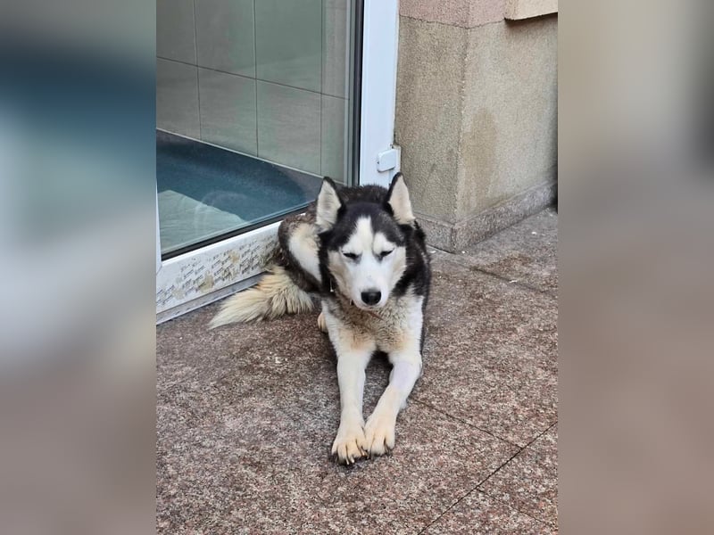 Maj  - Gnadenplatz gesucht