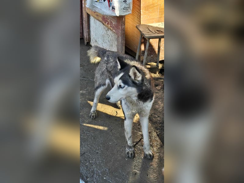 Maj  - Gnadenplatz gesucht