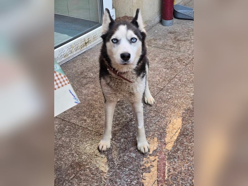 Maj  - Gnadenplatz gesucht