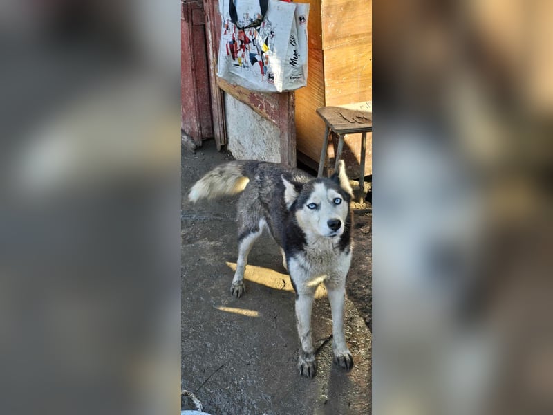 Maj  - Gnadenplatz gesucht