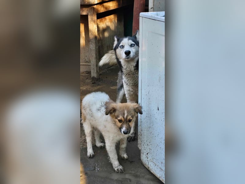 Maj  - Gnadenplatz gesucht
