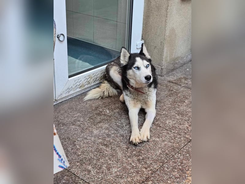 Maj  - Gnadenplatz gesucht