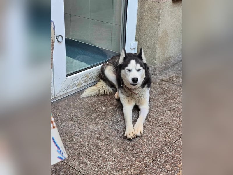 Maj  - Gnadenplatz gesucht