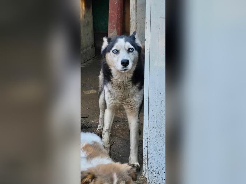 Maj  - Gnadenplatz gesucht