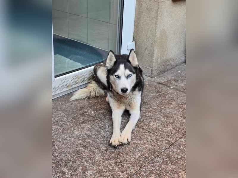 Maj  - Gnadenplatz gesucht