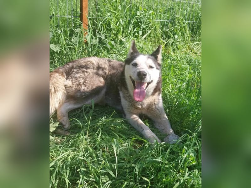 Maj  - Gnadenplatz gesucht