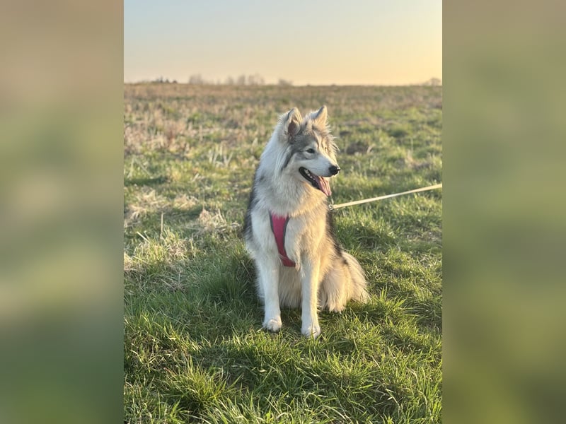 2jährige Samojede Husky Hündin sucht neues zuhause