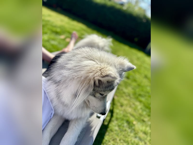 2jährige Samojede Husky Hündin sucht neues zuhause
