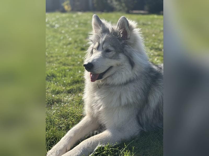 2jährige Samojede Husky Hündin sucht neues zuhause