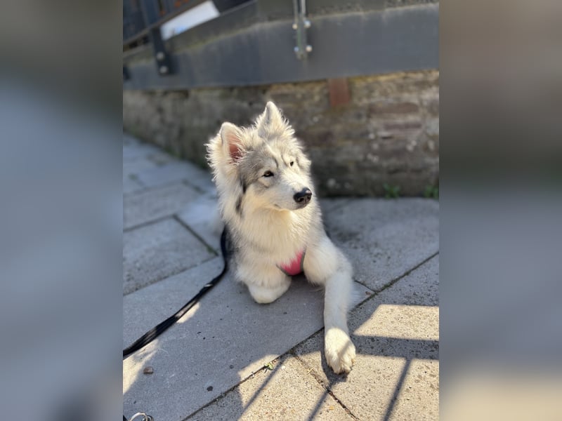 2jährige Samojede Husky Hündin sucht neues zuhause