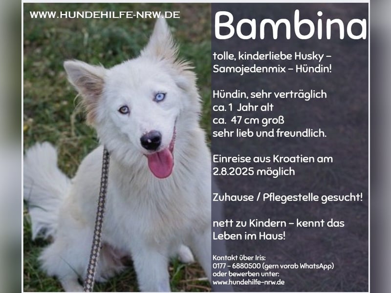 BAMBINA – verspielte junge Hündin mit Familienerfahrung!