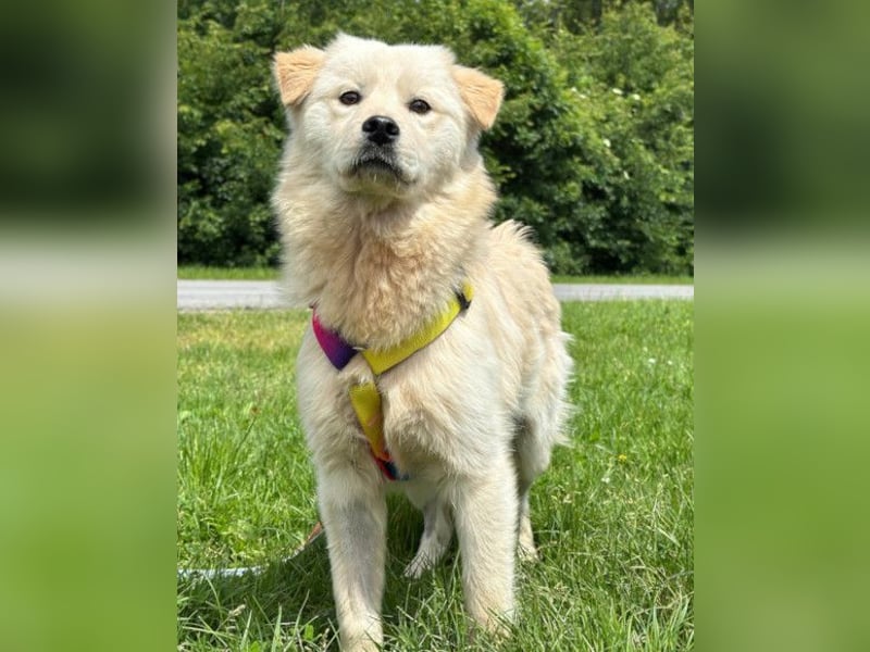 Cindy ❤️ verschmuste Hündin sucht Liebe