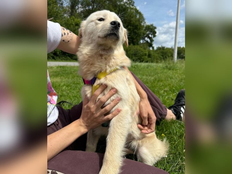 Cindy ❤️ verschmuste Hündin sucht Liebe