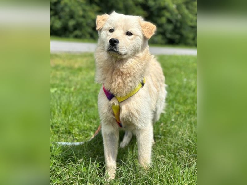 Cindy ❤️ verschmuste Hündin sucht Liebe