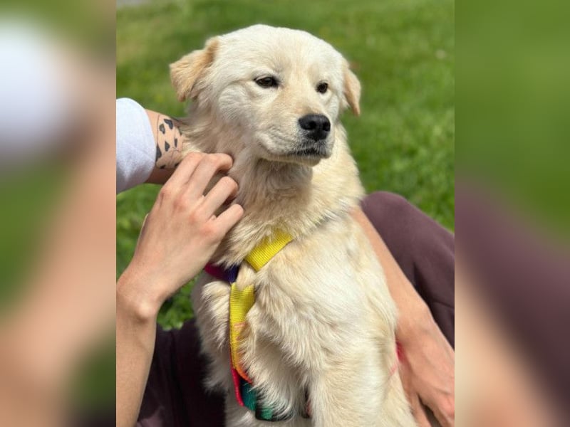 Cindy ❤️ verschmuste Hündin sucht Liebe