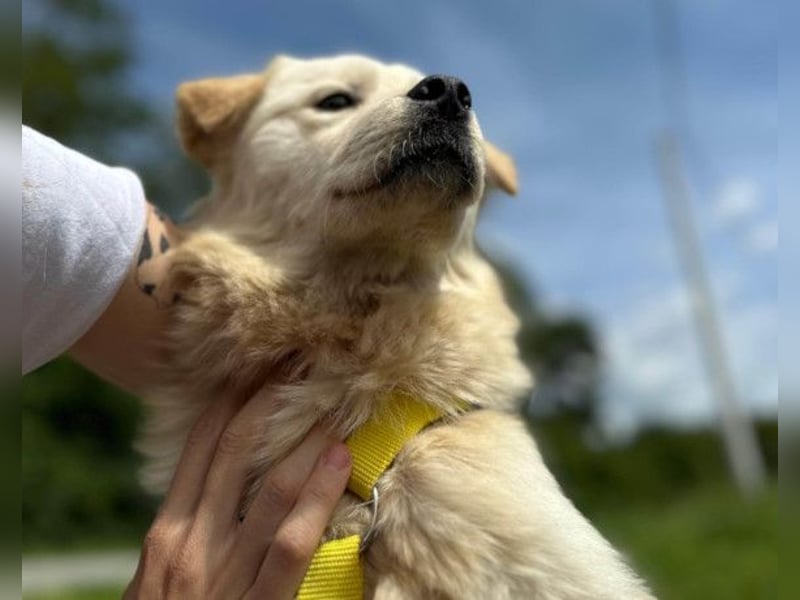 Cindy ❤️ verschmuste Hündin sucht Liebe