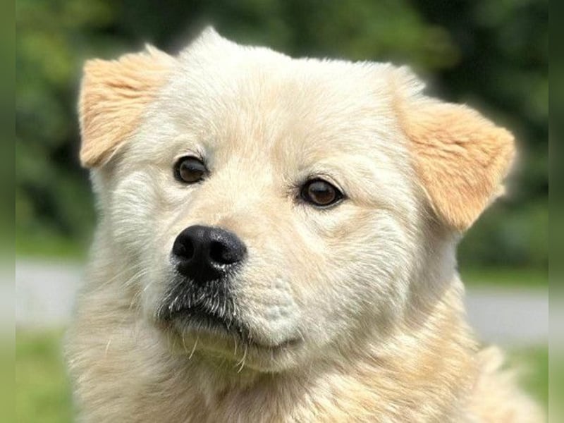 Cindy ❤️ verschmuste Hündin sucht Liebe