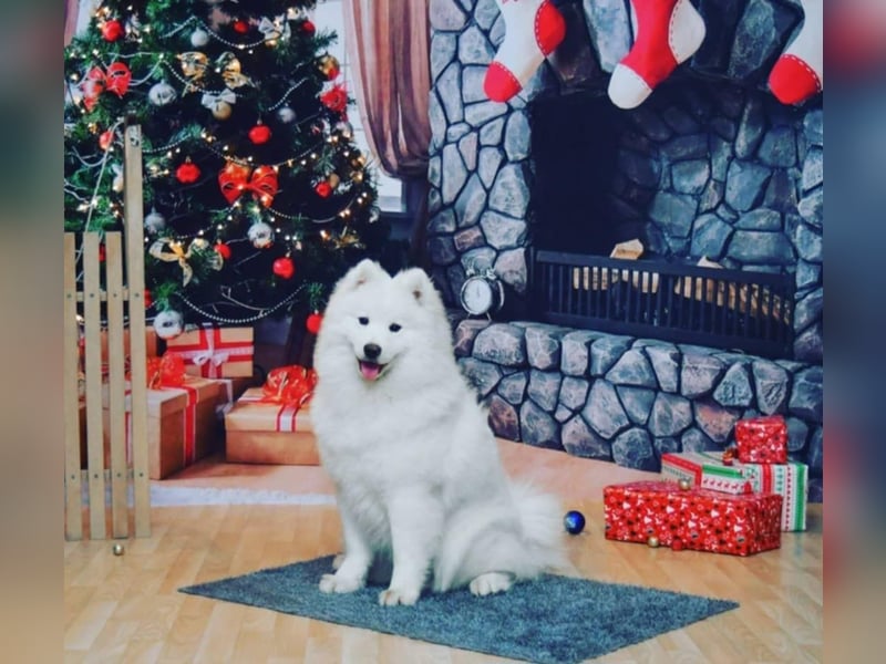 Samojede