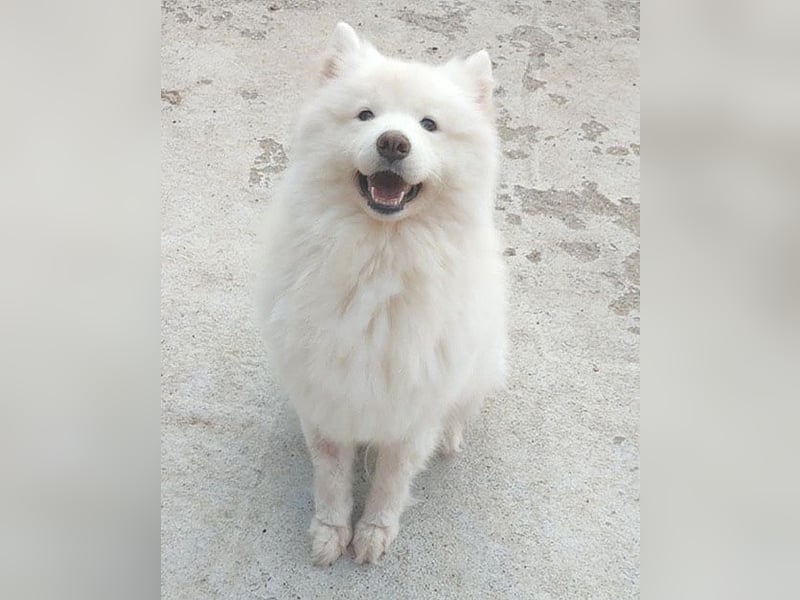 ❤️ liebe Familiehündin FRIDA - 3,5 Jahre, 60cm - Samojede