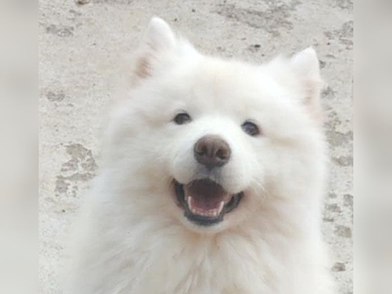 ❤️ liebe Familiehündin FRIDA - 3,5 Jahre, 60cm - Samojede