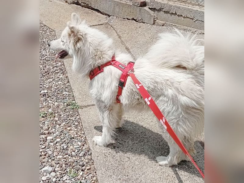 ❤️ nordische Schönheit KIARA - 2 Jahre, 58cm/21kg - Samojede