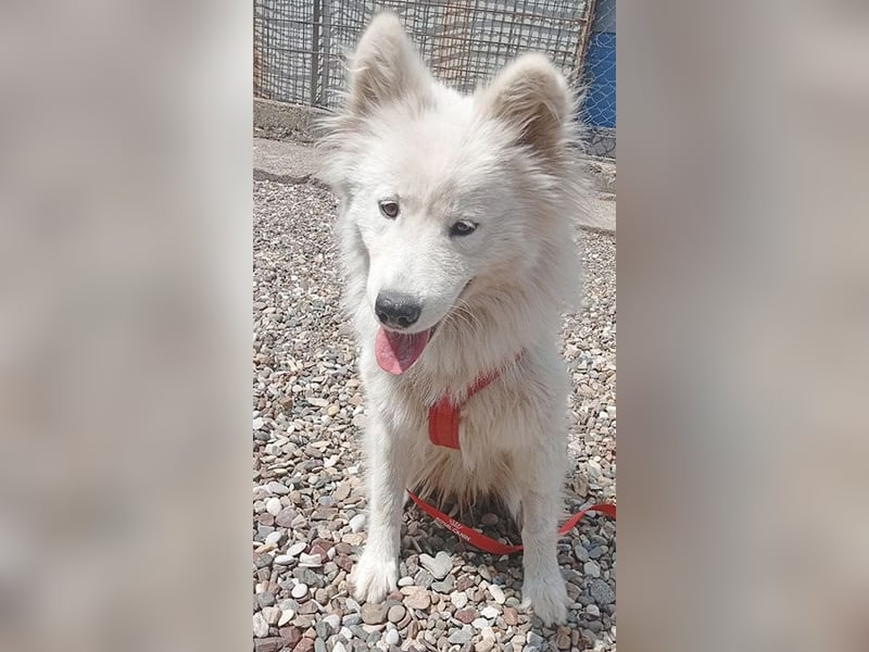 ❤️ nordische Schönheit KIARA - 2 Jahre, 58cm/21kg - Samojede